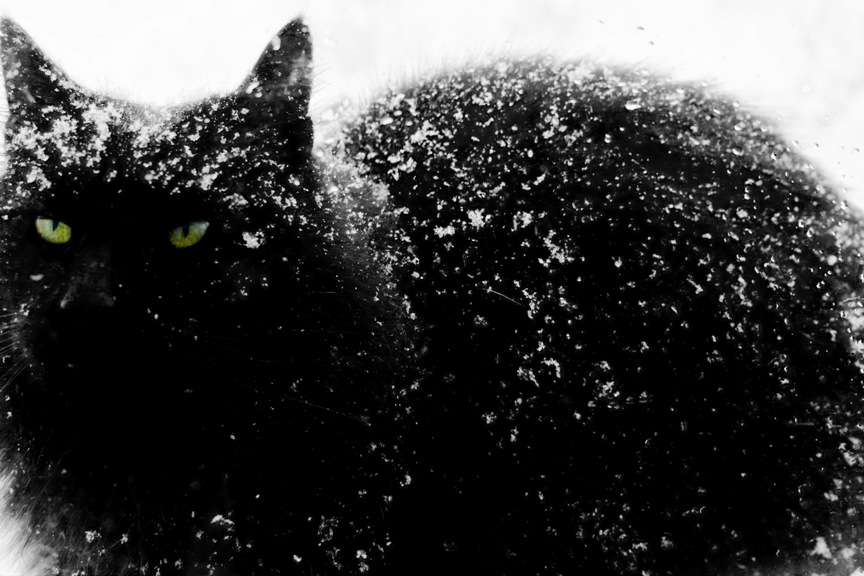 Black Cat in the Snow