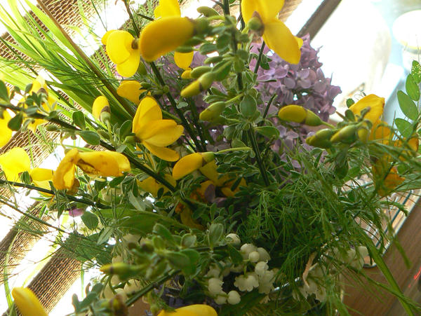 Blumen By DecodePLUS On DeviantArt