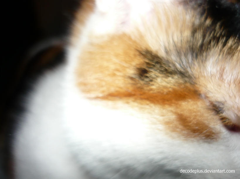 Cat I By DecodePLUS On DeviantArt