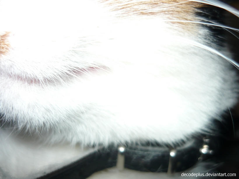 Cat II By DecodePLUS On DeviantArt