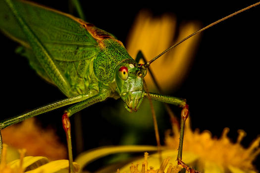 Grasshopper