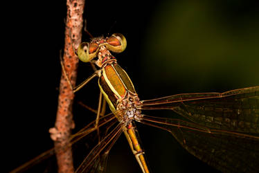 Dragonfly_2