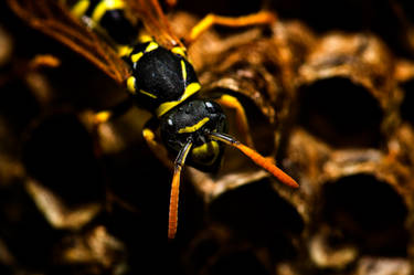 Wasp