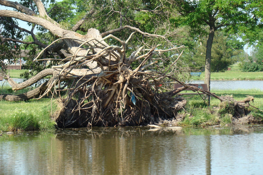 Fallen Tree Roots by SiberianClover-Stock on DeviantArt