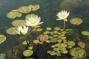 Three Waterlilies