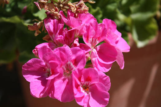 Pink flowers