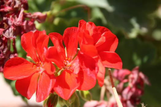 Red flowers 2