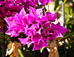 Purple flowers