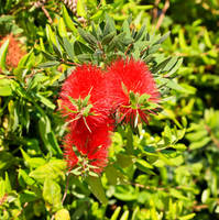 Red flowers