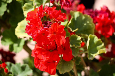 Red flowers 3