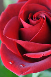Rose Rosa Rosum