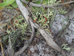 Reindeer Moss