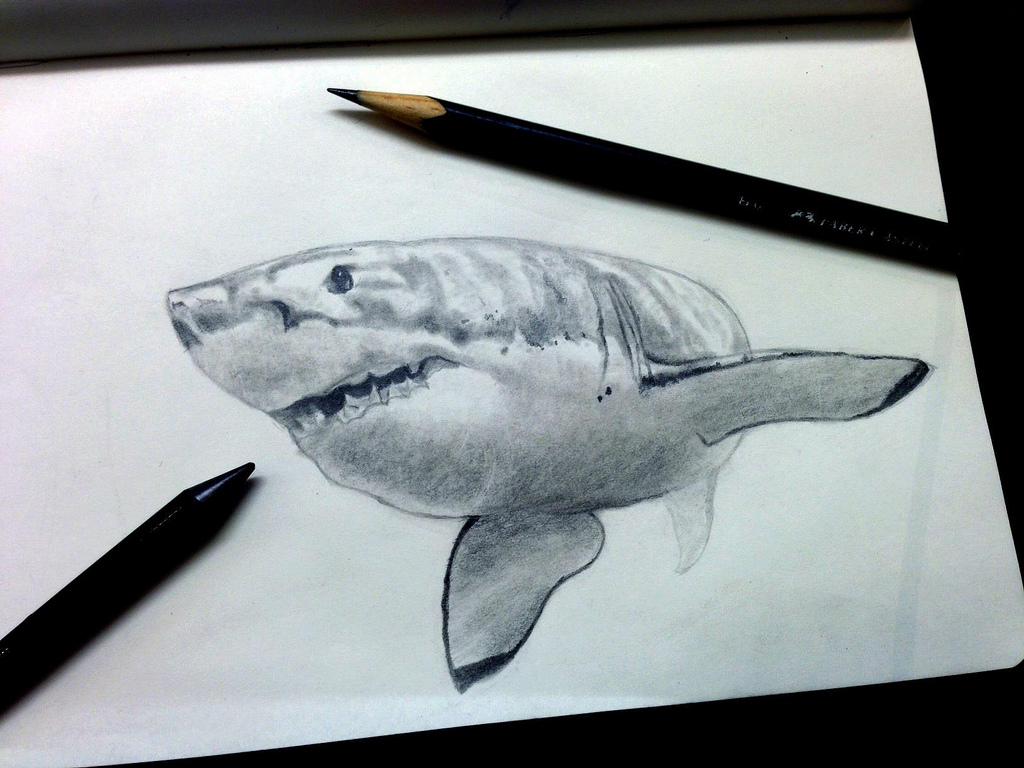 White shark study