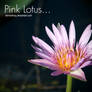 pink lotus 2