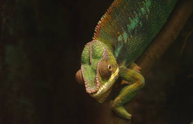 Cool Chameleon