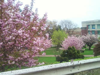 Cherry Blossoms