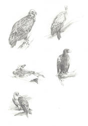 eagles sketches