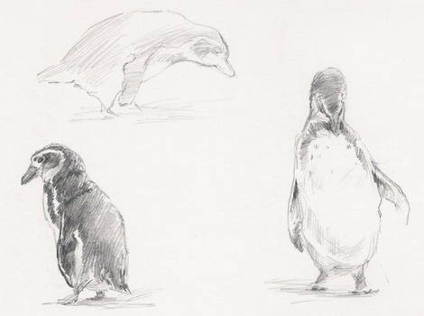 humboldt penguins