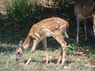 Fawn