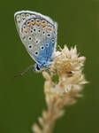 Polyommatus icarus by derJake