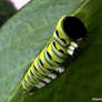 Caterpillar