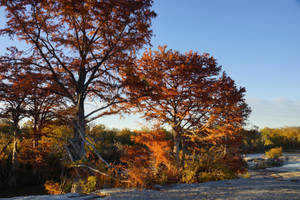 Texas Fall