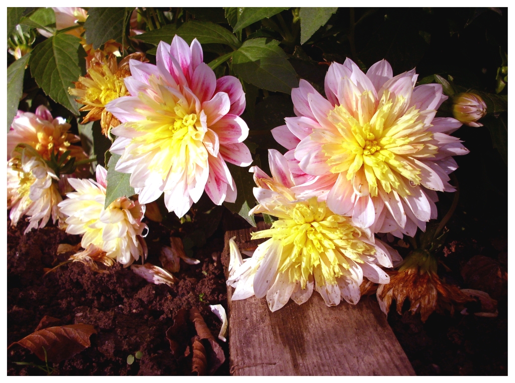 Dahlias in the evening-sun