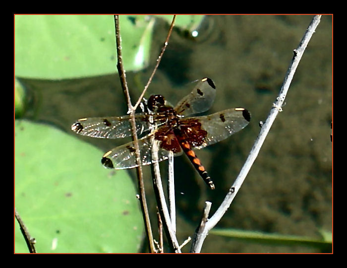 Hearted Red Dragonfly