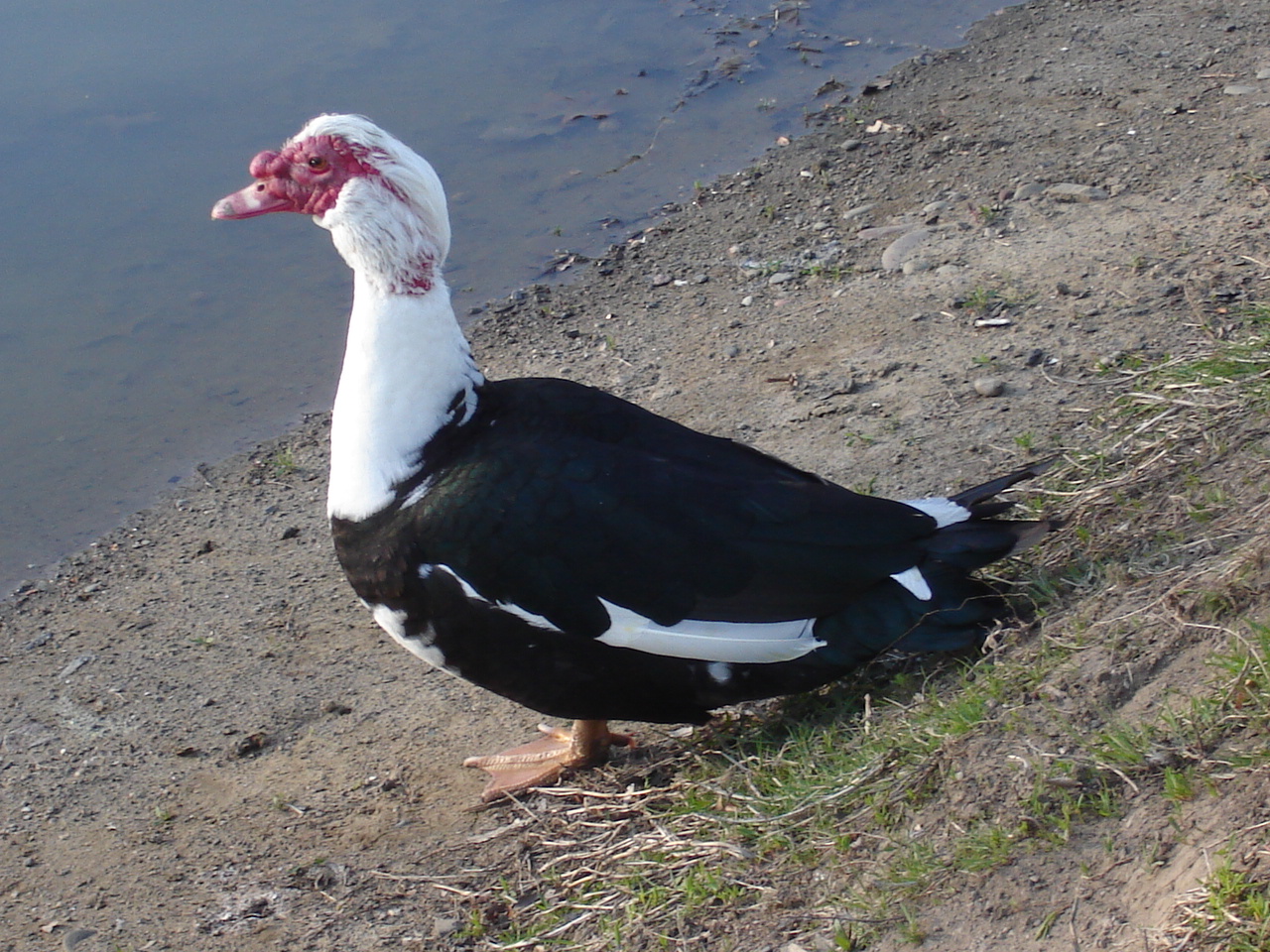 Goose?