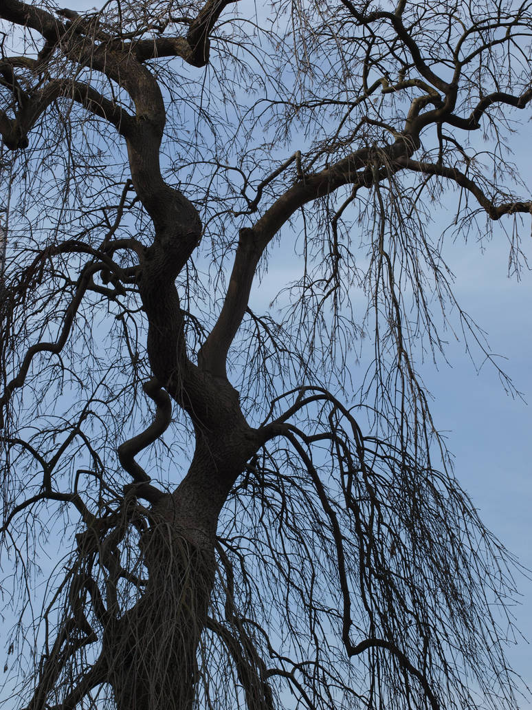 Drooping Tree by OperationDropkick on DeviantArt