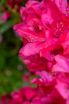 Pink Flowers