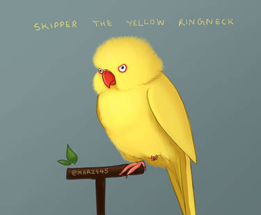 Skipper The Yellow Ringneck
