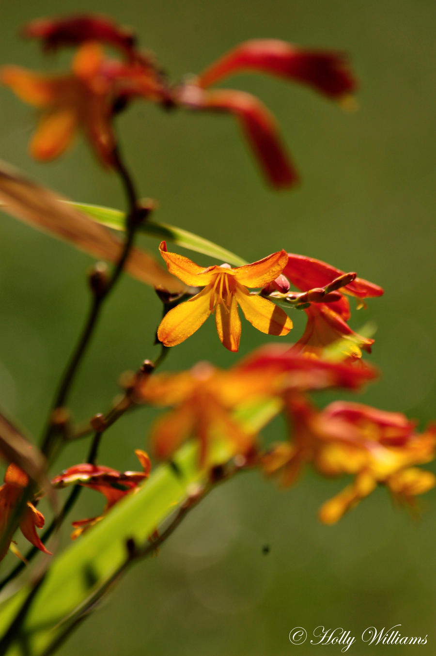 Fire Flower.