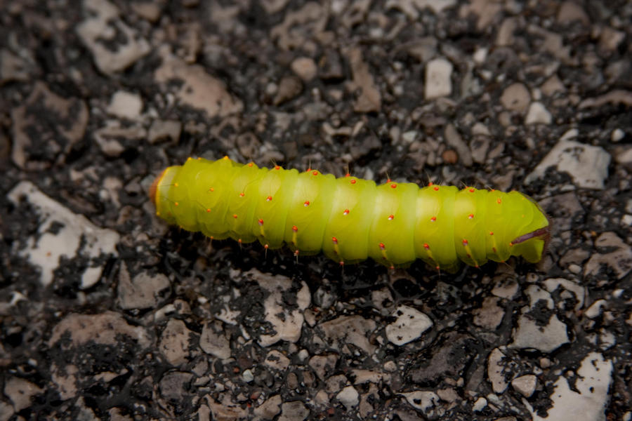 Caterpiller in the parking lot