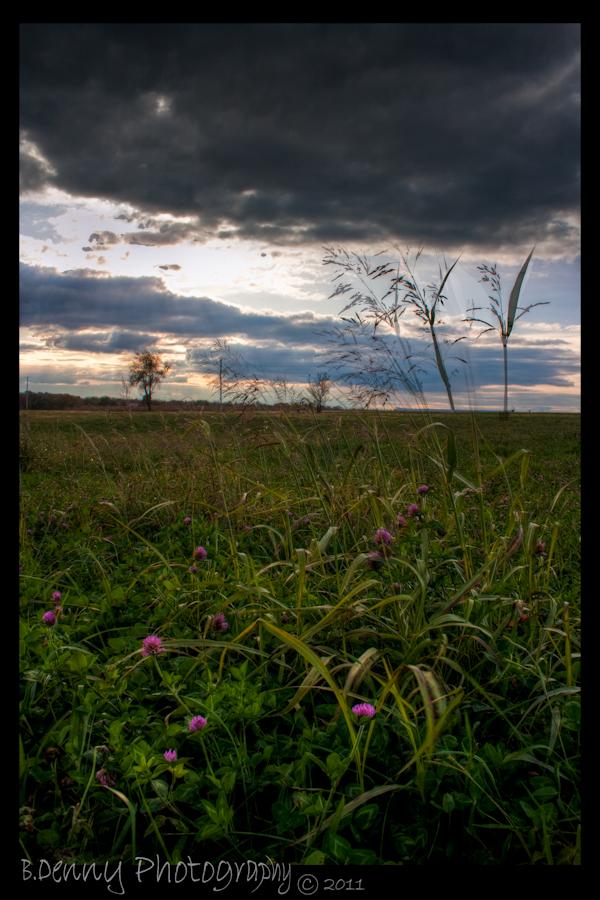 flowers before the storm