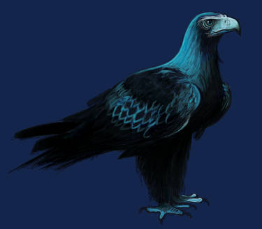 Pigeon Eagle