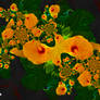 Microcosm: Candlepond