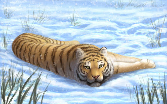 siberian tiger