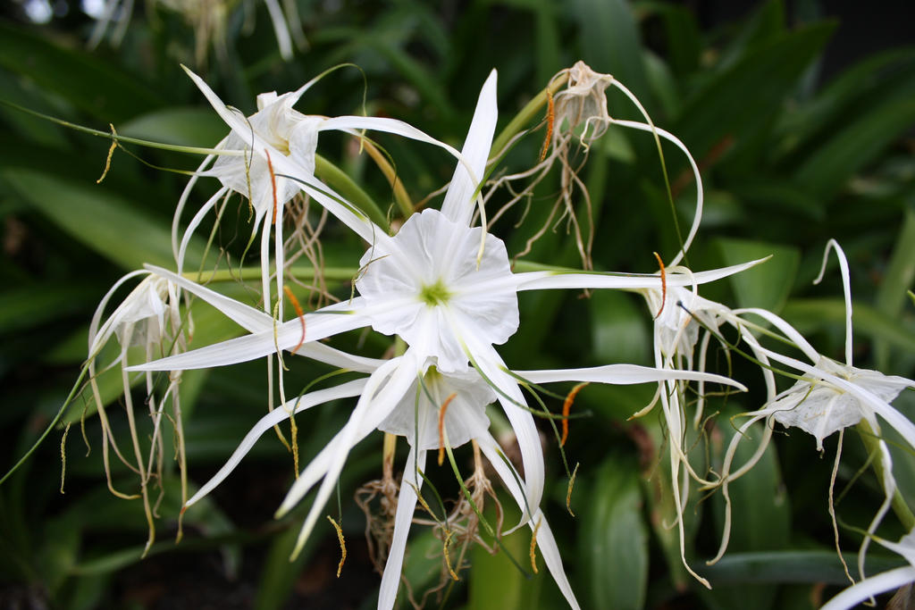 Carribbean Spider Lily