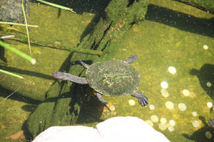 Eastern Snake Necked Turtle