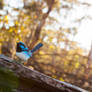 Fairy Wren