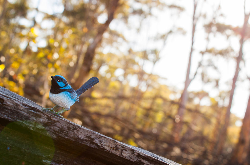 Fairy Wren