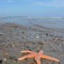 starfish on the shore