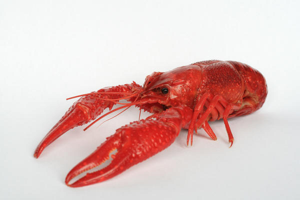 red crayfish 2