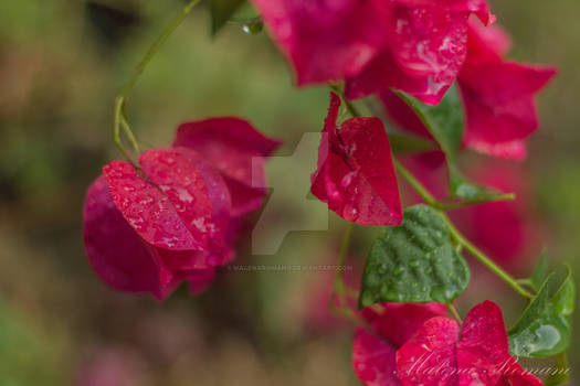 Colorful rainy day