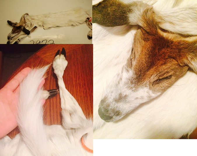 Piebald Fawn Doe - 40lbs.