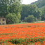 coquelicots