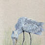 shoebill