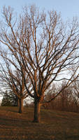 Winter Trees