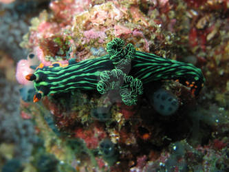 Green Nudibranch